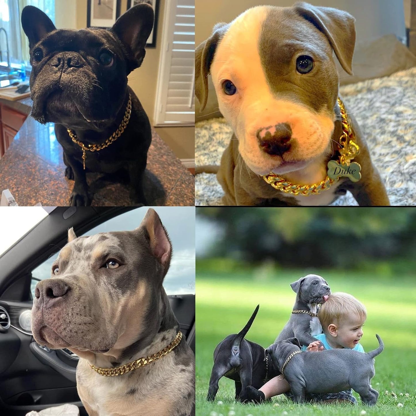 Collier Cubain DorΓ© et Argent 14β―mm β Pour Chiens